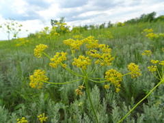 Pastinaca clausii