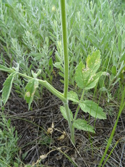 Pastinaca clausii