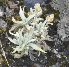 Cerastium mollissimum
