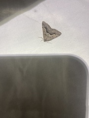 Digrammia subminiata