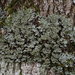Scaly Shadow Lichen - Photo (c) Vitaly Charny, some rights reserved (CC BY-NC), uploaded by Vitaly Charny