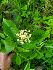 Viburnum