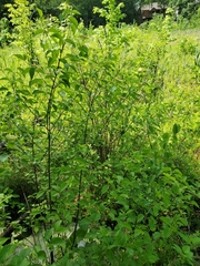 Viburnum