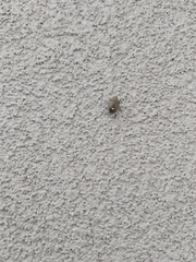 Holcostethus albipes