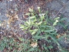 Silene procumbens