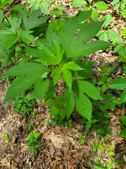 Ambrosia trifida