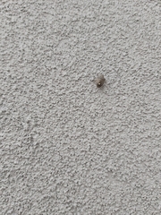 Holcostethus albipes