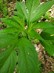Ambrosia trifida