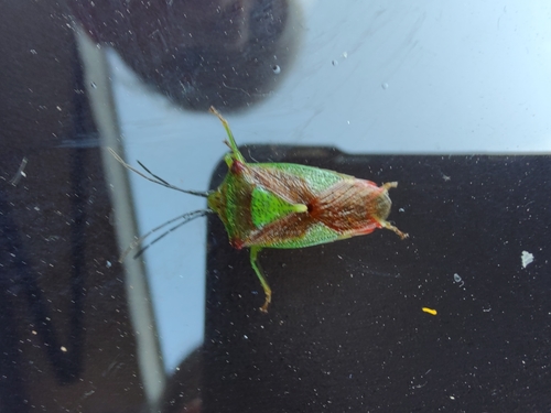 bzdocha stromová (Acanthosoma haemorrhoidale)
