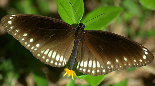 Common Crow