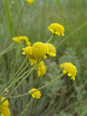 Tanacetum achilleifolium