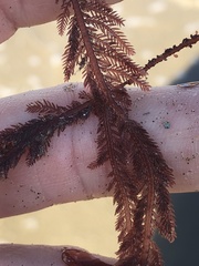 Neoptilota