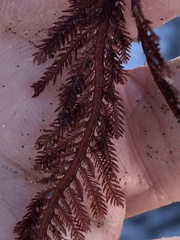 Neoptilota