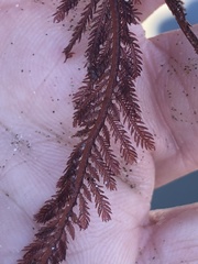Neoptilota