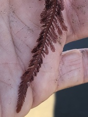 Neoptilota