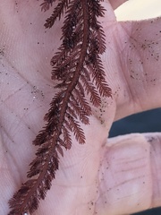 Neoptilota