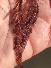 Neoptilota