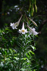 Liliales