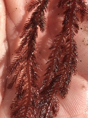 Neoptilota