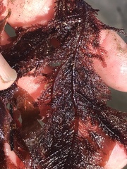 Neoptilota