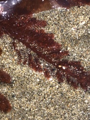 Neoptilota