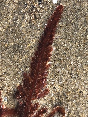 Neoptilota