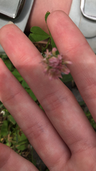 Trifolium hybridum