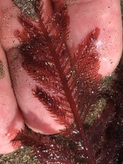 Neoptilota