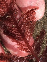 Neoptilota