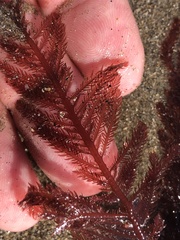 Neoptilota