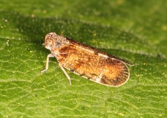 Tachycixius pilosus