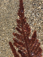 Neoptilota