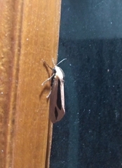 Creatonotos gangis-interrupta agg