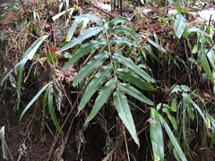 Coniogramme intermedia