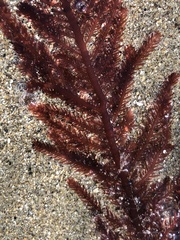 Neoptilota