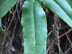 Coniogramme intermedia