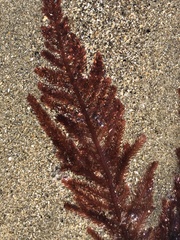 Neoptilota