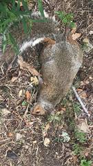 Sciurus carolinensis