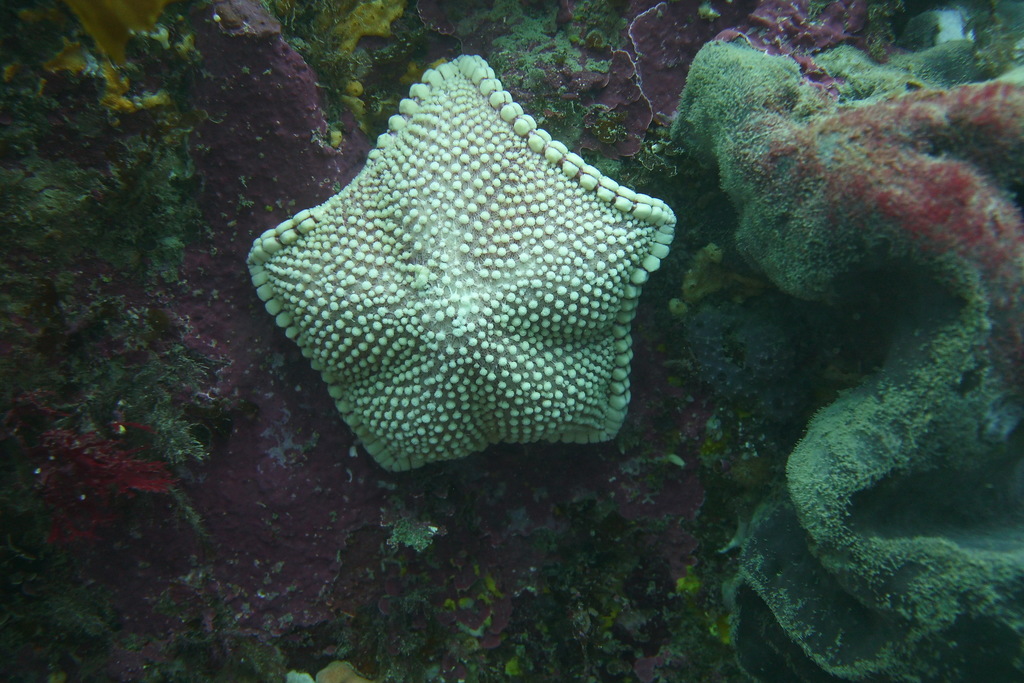Eurygonias