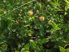 Euphorbia fragifera