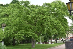 Juglans mandshurica