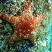 Velvet Sea Star - Photo (c) Janine Baker, some rights reserved (CC BY-NC)