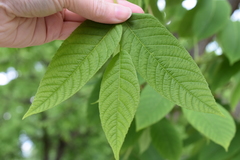 Juglans mandshurica