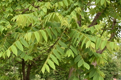 Juglans mandshurica