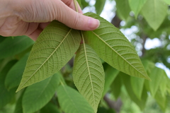 Juglans mandshurica