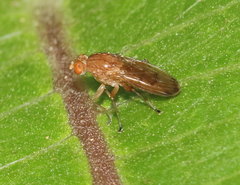 Suillia quinquepunctata