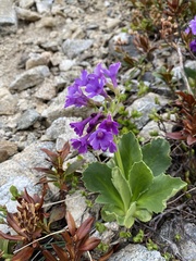 Primula latifolia
