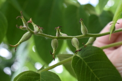 Juglans mandshurica