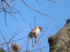 Passer montanus