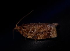 Argyrotaenia amatana